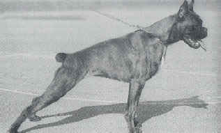 CHCLUB,CH ANNO Anka degli Scrovegni