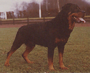 Igor V Kastanienbaum