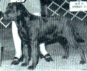 CH Allegheny Bezique