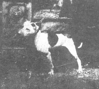 Charlie Lloyd's Pansy (imported)