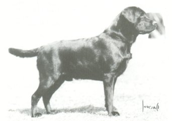 Novacroft Magnum