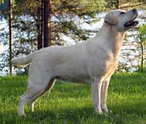 Strongline's Quantanamera