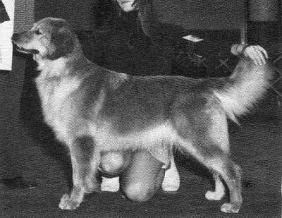 CH Sun Dance's April Fool