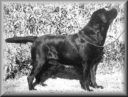 Trendmakers The Moose Is Loose