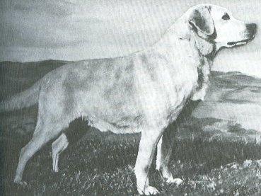 Aust. Ch. Sandylands Tan