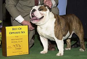 BISS CH (AKC) Beauties Amos