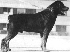 INT CH DKCH DKBRCH Thor