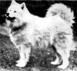 Musti