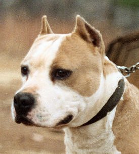 UKC CH Bull's Northern Gator