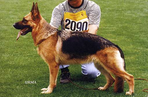 VA3 Karla vom Wiesenborn