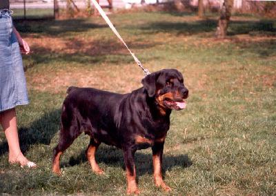 Bella vom Rosengassle