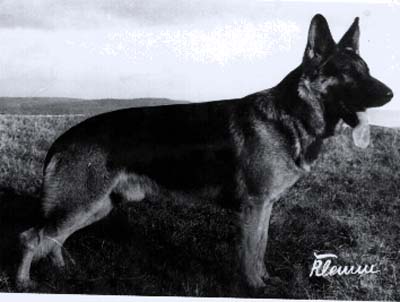 Bär von der Weißen Pforte