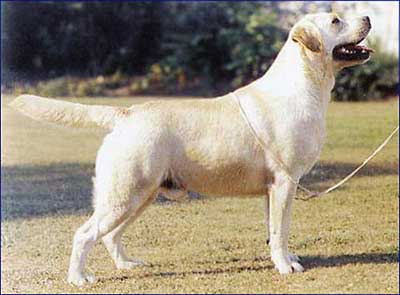 ENG. CH. Rocheby Royal Oak