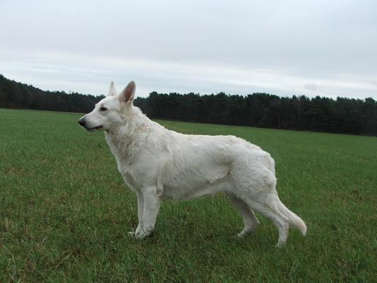 Eagle White Apache