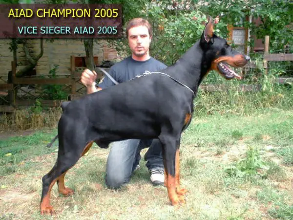 AIAD.CH Urbano del Diamante Nero