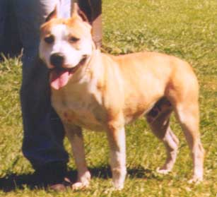 X-Pert Beers' Popeye's Bandit