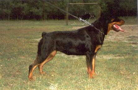 CAC/CACIB BOB CH Bea Rott Stef