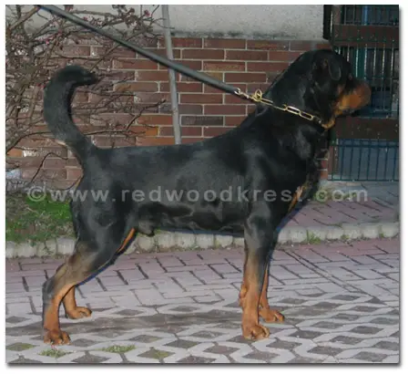 USRC NWR SIEGER '07 Quincy vom Plotzschgrund