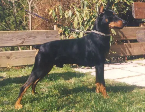 Wiener Kindl CHOVANI