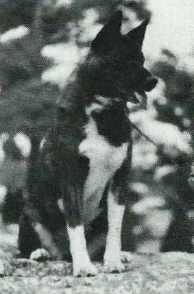 AKC CH Date Tensha All About Chesta