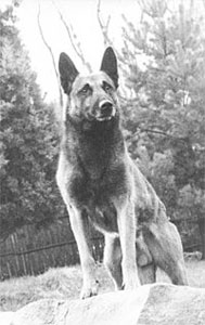 Ours de la Noaillerie