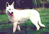 Fidjie of White Shepherd