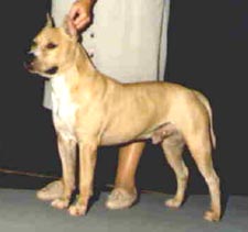 Ch. Tonkawa Bubba Yellow Hawk