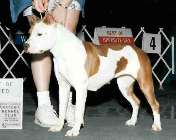 CH Pine Hill's Raz-Mi-Taz