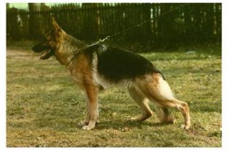 Ronnie von der Berghütte