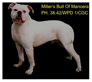 Miller's Bull of Mancera PH-0.48/0.46