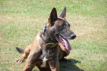 Bhest van de Duvetorre