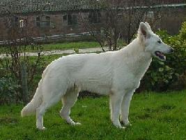 Lady Nina of the Heart of Lothian