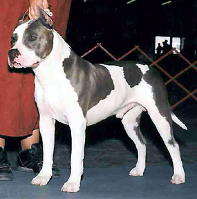 AKC CH Storytime Blue Leaf Clover