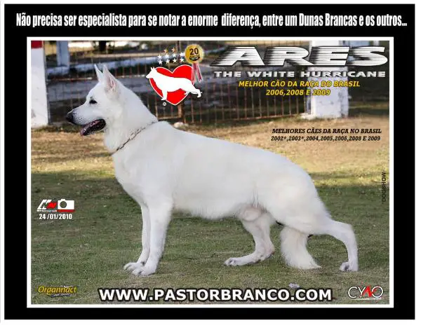 CH, GRCH, GRCHPAN, ARES DAS DUNAS BRANCAS