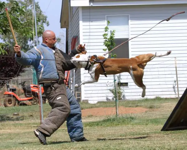 HHHF's Rocket Man Iggy