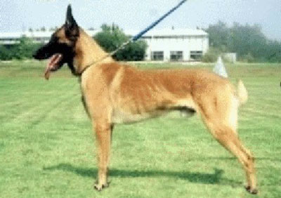 Ford z Hückelovy Vily