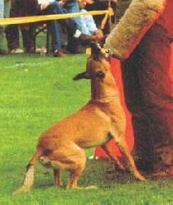 Chico von Löwenfels