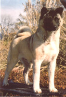AKC CH TimberSky Cessna Kao Kuroi