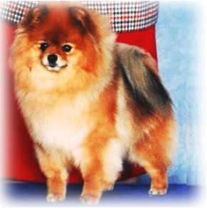 BIS CH Crystalton Alisa
