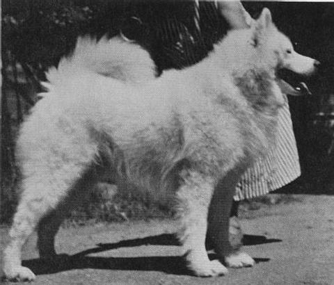 Rex of White Way