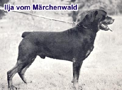 Ilja Vom Marchenwald