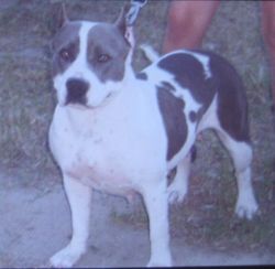 Kimmar's Re Foxy  Roxy