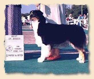 AKC/ASCA CH. Woodlake's Gift Of Sunshine