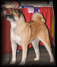 AKC CH Mori's Shogun Sake No Yakedo