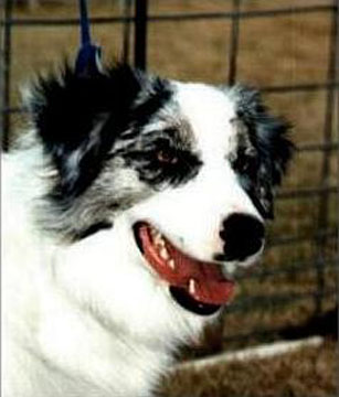 Ch. Silver Sliver of Windsor