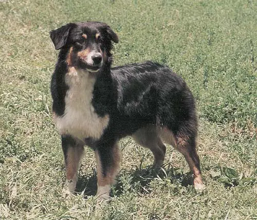 Mac's Magic Lil Maggie Mae