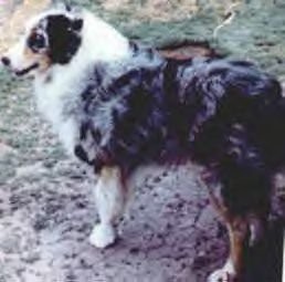 Harper's Old Smokey