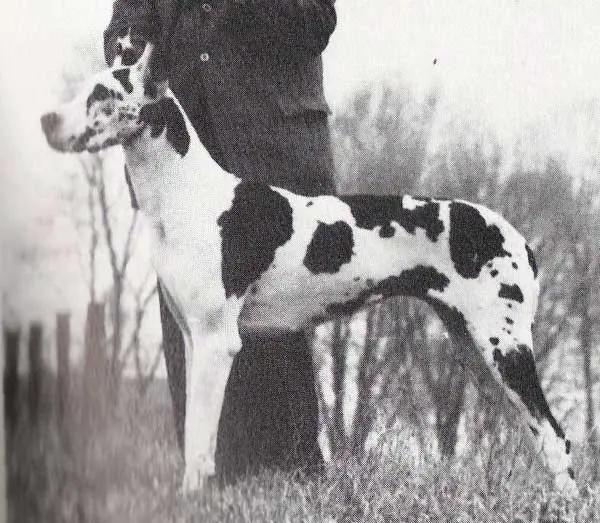 Empress Von Meistersinger