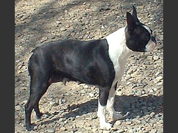 MULTI CHAMPION Sweetheart Krakmont Des Hauts Coureurs