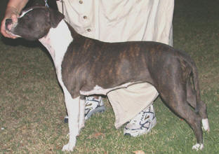 Pirouette's Midnight Rhapsody